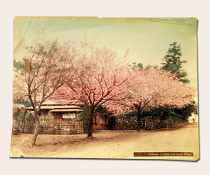 手彩写真 東京の桜